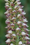 Orchis x chabalensis. Close-up.jpg
