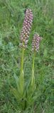 Orchis x chabalensis.3.jpg