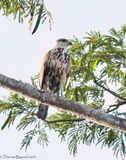Gary-lined Hawk