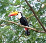 Toco Toucan