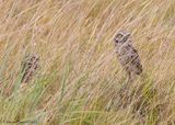 Burrowing Owl 9-11-23