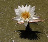 Nahariya Botanical Garden_17-9-2022 (12).JPG