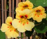 Home-Garden_6-5-2023 (1).JPG