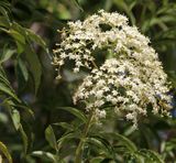 Pardes-Hana_8-5-2023 (61).JPG