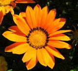 Home-Garden_14-4-2023 (6).JPG