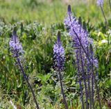 Apolonia_16-3-2023 (44).JPG