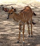 Kiryat-Motskin-Zoo_28-3-2024 (20).JPG