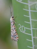 Home-Garden_1-5-2024 (18).JPG