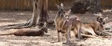 Kiryat-Motskin-Zoo_28-3-2024 (27).JPG