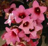 Kiryat-Motskin_26-5-2024 (53).JPG