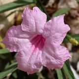 Home-Garden_22-9-2024 (14).JPG