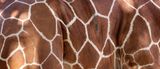 Kiryat-Motskin-Zoo_28-3-2024 (54).JPG