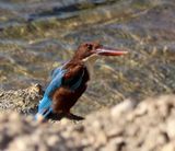 Nahariya_28-10-2024 (44).JPG