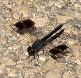 Naaman_10-10-2024 (35).JPG