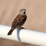 Nahariya_5-11-2024 (41).JPG