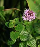 Kiryat-Bialik_21-11-2024 (203).JPG