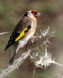 Kiryat-Bialik_21-11-2024 (105).JPG