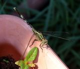 Home-Garden_24-9-2024 (13).JPG