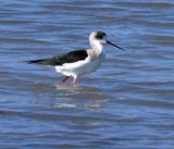 Atlit-Salt-Pools_13-11-2024 (42).JPG