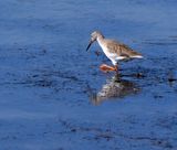 Atlit-Salt-Pools_13-11-2024 (60).JPG