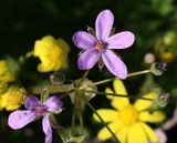 Nahariya_10-2-2024 (49).JPG