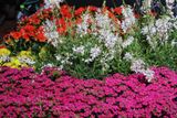Tel-Aviv-Flowers-Show_24-4-2024 (47).JPG