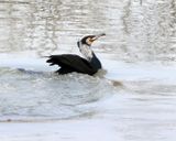 Ein-Afek_4-3-2025 (126).JPG