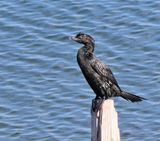 Tveria_15-2-2025 (9).JPG