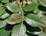 Home-Garden_12-4-2025 (2).JPG