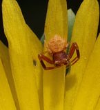 Home-Garden_17-6-2025 (71).JPG