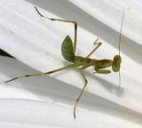 Home-Garden_9-6-2025 (6).JPG