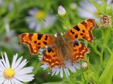 Comma
