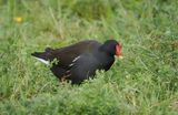 Moorhen