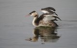 Great Crested Grebe