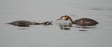 Great Crested Grebe