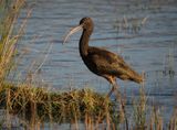 Glossy Ibis