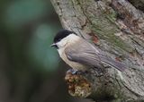 Willow Tit