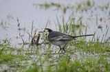 Pied Wagtail