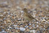 Skylark