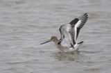 Black-tailed Godwit