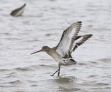Black-tailed Godwit