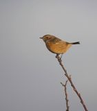 Stonechat