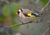 Goldfinch