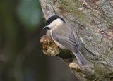 Willow Tit