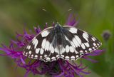 Marbled White