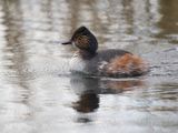 Black-necked Grebe