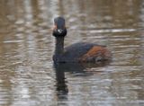Black-necked Grebe