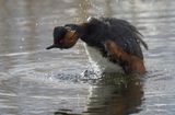 Black-necked Grebe