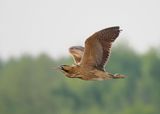 Bittern