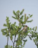 Reed Warbler